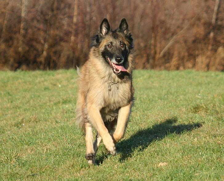 Tervueren Chacami Dess * Himmelhund - Altid i fuld fart billede 7