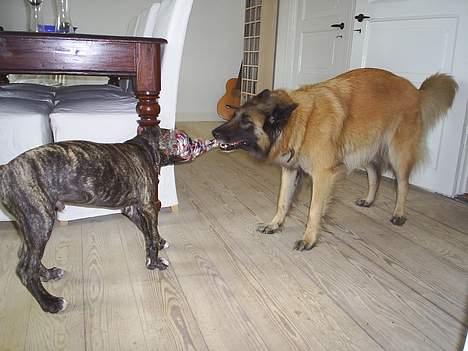 Blanding af racer Taco - Ja ja søster jeg er altså snart stærkere end dig billede 7