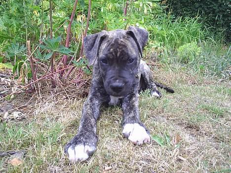 Blanding af racer Taco - Det er sjovt at være fræk i haven bare ikke når mor kigger øv billede 8