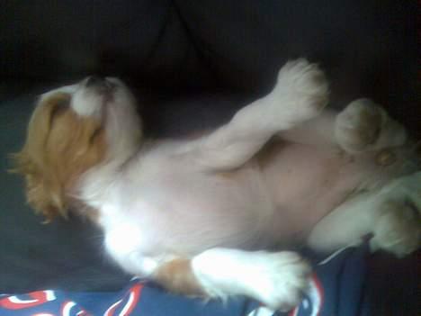 Cavalier king charles spaniel Karla - ARhhhh skønt med en lille lur! billede 11