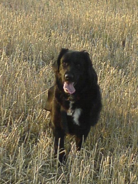 Labrador retriever Line - skal lige se hvor tæt på jeg kan kommer hihi!i billede 5