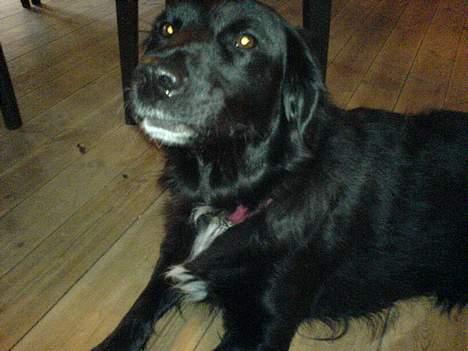 Labrador retriever Line - se hvor sød jeg kan være<33!i eller er det mere at være fræk hihi!i billede 6