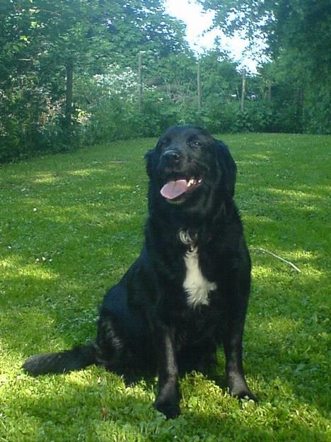 Labrador retriever Line - wee nu måtte jeg låne hendes ride bluse<33 billede 7