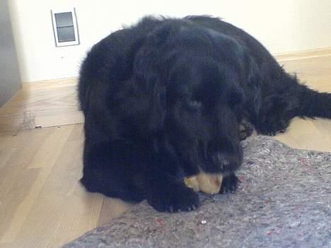 Labrador retriever Line - det er livet billede 8