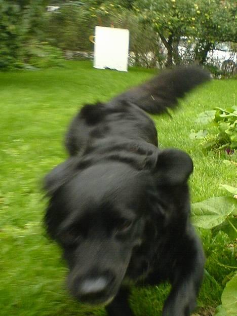 Labrador retriever Line - hmm hva ska jeg lave det er så varmt billede 9