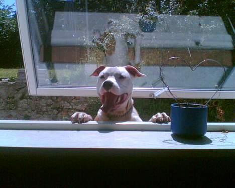 Amerikansk staffordshire terrier Keyto - Halloo, luk mig lige ind, hva´? Der er pænt varmt herude.. (taget den 4 juli 2006) billede 19