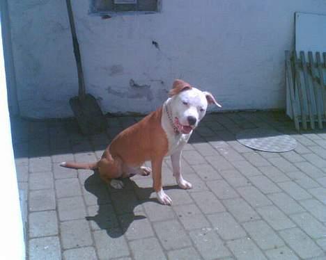 Amerikansk staffordshire terrier Keyto - What? (Taget den 9 juli 2006 - 9 mdr. gammel) billede 20