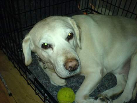 Labrador retriever Bella billede 1