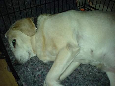 Labrador retriever Bella - det dejligt med en lur  billede 2