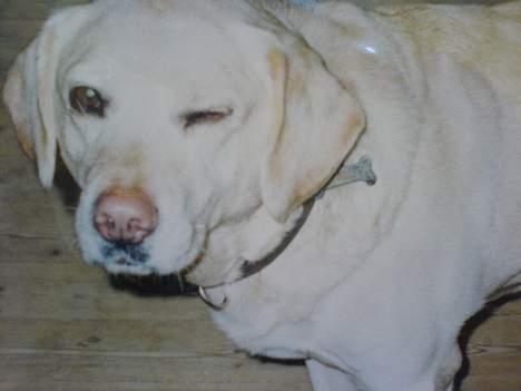 Labrador retriever Bella - kom nu hold med miig når jeg blinker til diig <33!i billede 3