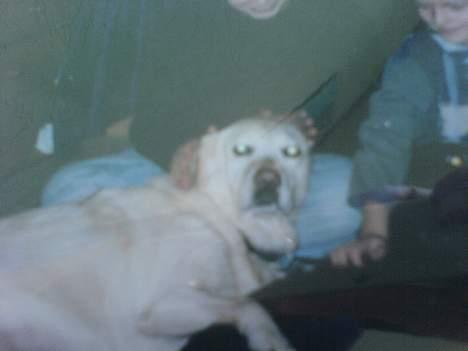 Labrador retriever Bella - Uuh hvor er det dejligt at blive nusset  billede 4