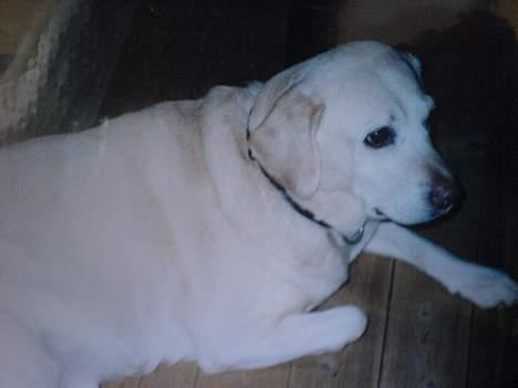 Labrador retriever Bella - hmm hva skal jeg nu lave ???? billede 5