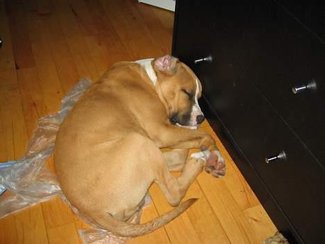 Amerikansk staffordshire terrier Tabu (RIP 16 oktober 2008) - jeg faldt i søvn mens jeg legede med posen, nu kan mor ikke fjerne den hihi billede 11