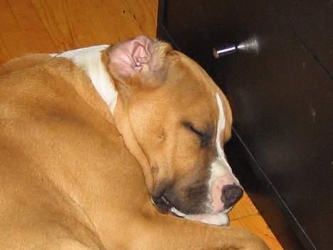 Amerikansk staffordshire terrier Tabu (RIP 16 oktober 2008) - shhh, jeg sover, og snorker meget højt billede 12