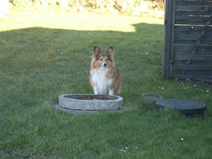 Blanding af racer Lassie billede 3