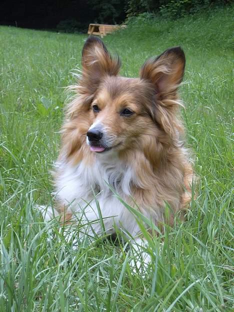 Blanding af racer Lassie billede 4