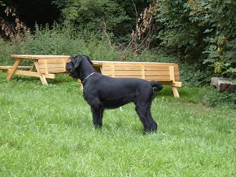 Riesenschnauzer Nikita billede 3