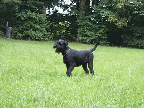 Riesenschnauzer Nikita billede 4