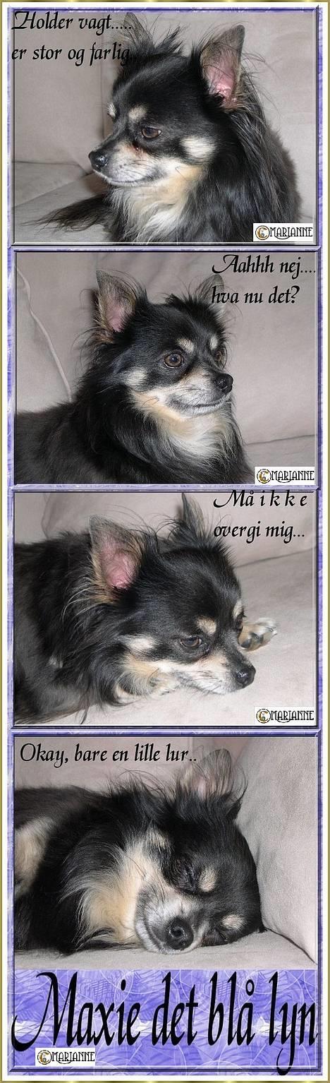 Chihuahua Lynet (Maxie 9år d.8 MAJ 2012 blev han - Det lille blå lyn og hvad han er bedst til.........18 AUG 2006 billede 18