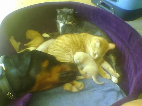 Blanding af racer Kenzo  - Her ligger Kenzo så og passer på de nye killinger.. billede 17