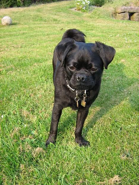 Mops tyson - 9 mdr billede 1