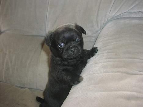 Mops tyson - ca 6 uger billede 2