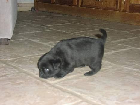 Mops tyson - ca 6 uger billede 3