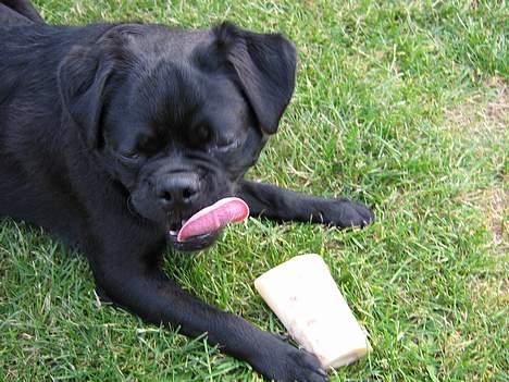 Mops tyson - 9 mdr og har lige fået et nyt kødben billede 4