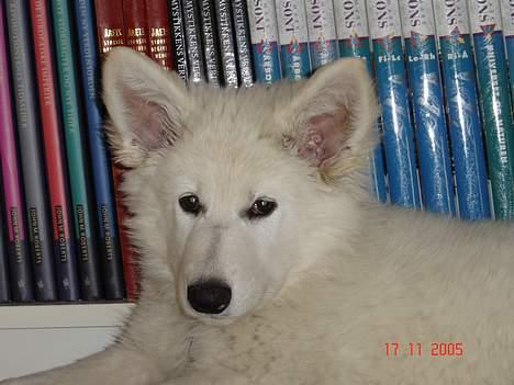 Hvid Schweizisk Hyrdehund Beyla billede 8