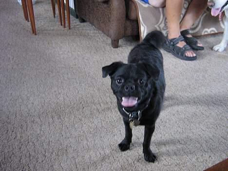 Mops tyson - 9 mdr billede 5