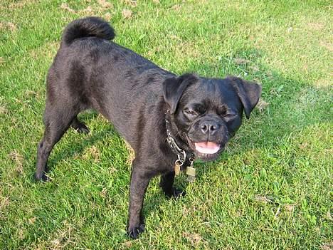 Mops tyson - 9 mdr billede 6