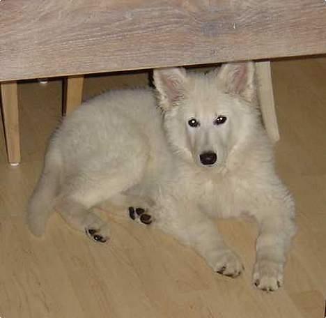 Hvid Schweizisk Hyrdehund Beyla billede 9