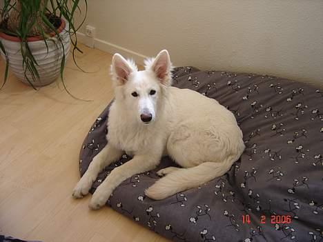 Hvid Schweizisk Hyrdehund Beyla billede 10