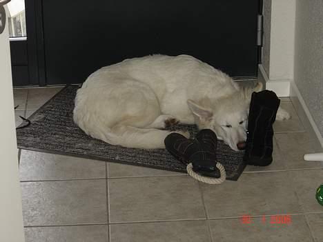 Hvid Schweizisk Hyrdehund Beyla - Snork sammen med mit legetøj og mors støvle har sørme også sneget sig med.. billede 11