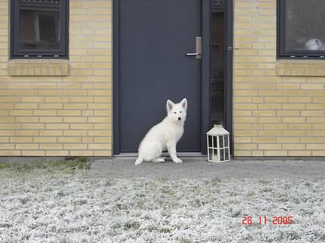 Hvid Schweizisk Hyrdehund Beyla billede 12