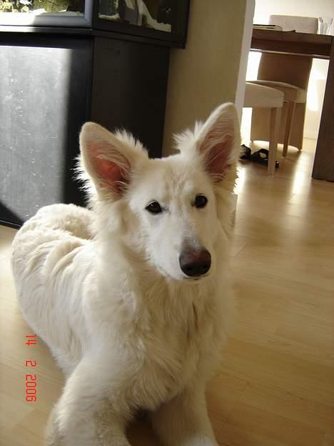 Hvid Schweizisk Hyrdehund Beyla billede 13