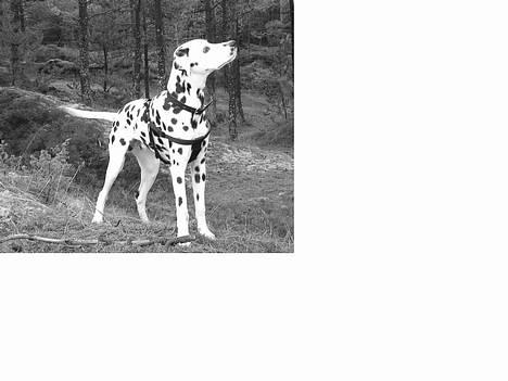 Dalmatiner Spotty Buddy V. Jasper  - Jasper 5 mdr gammel billede 1