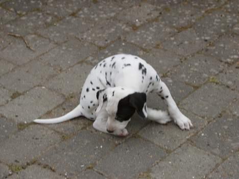 Dalmatiner Spotty Buddy V. Jasper  - Det klør.... billede 2