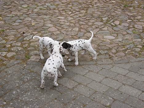 Dalmatiner Spotty Buddy V. Jasper  - Jasper og 2 af hans søskende. billede 3