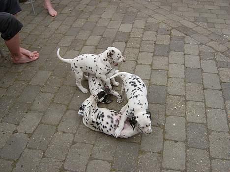 Dalmatiner Spotty Buddy V. Jasper  billede 4