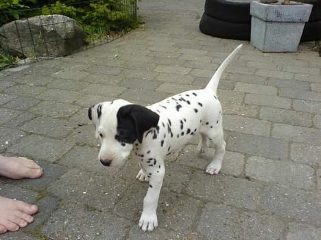 Dalmatiner Spotty Buddy V. Jasper  billede 5