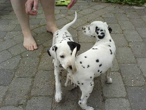 Dalmatiner Spotty Buddy V. Jasper  billede 6