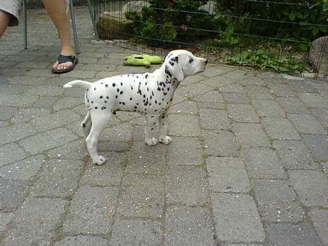 Dalmatiner Spotty Buddy V. Jasper  - Jasper fra siden uden patch... billede 7