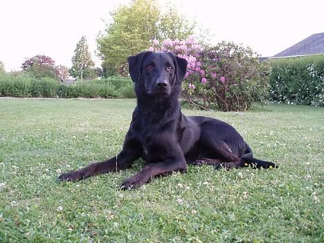 Labrador retriever Balu - død 25-08-06  - den stolte løve billede 1