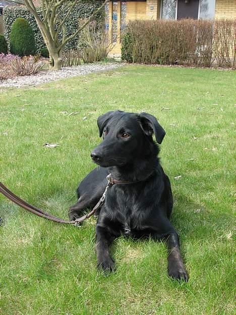Labrador retriever Balu - død 25-08-06  - Ligger i haven og slapper af billede 2