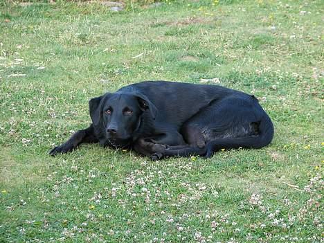 Labrador retriever Balu - død 25-08-06  - Min tiger der ligger på lur :) billede 3