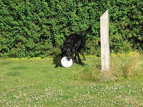 Labrador retriever Balu - død 25-08-06  - Balu med sin elskede fodbold. billede 4