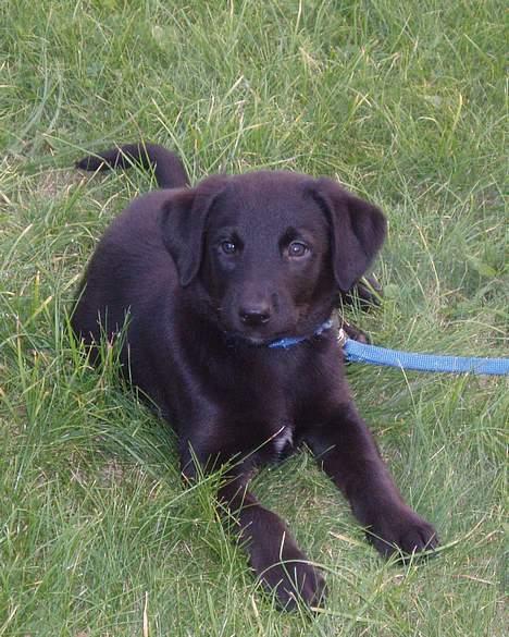 Labrador retriever Balu - død 25-08-06  - Balu som hvalp ca.9 uger billede 5