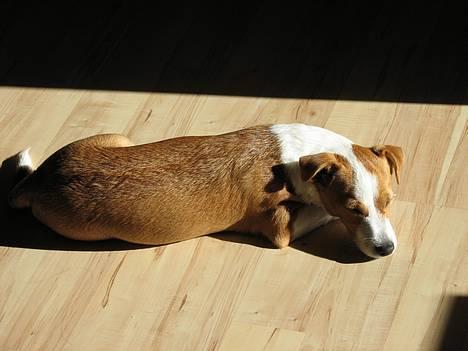 Blanding af racer Tazz - Død 20-02-07 - Hejsa :-) billede 1