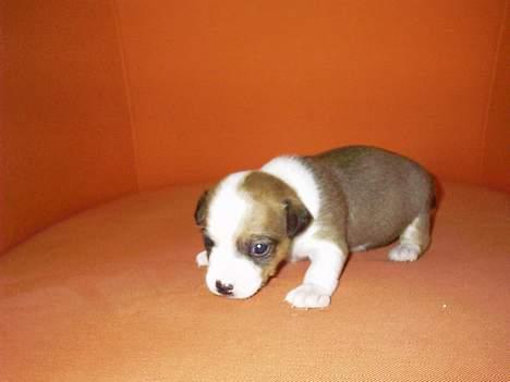 Blanding af racer Tazz - Død 20-02-07 - 2 uger gammel billede 2